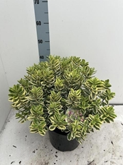 Hebe Katrina 26Ø 40cm