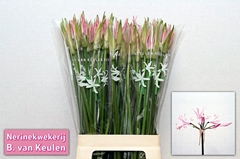 Nerine Vesta K 70cm