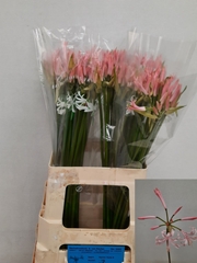 Nerine Vesta K 60cm