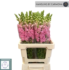 Antirrhinum Potomac Red 60cm