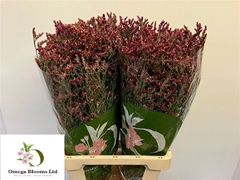 Limonium Sinense Scarlet Diamond 70cm 20gr.