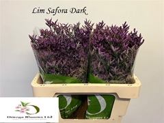 Limonium Safora Dark Blue 50cm 20gr.