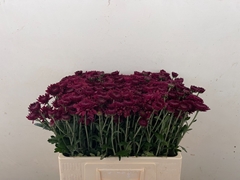 Chrysanth Spray Smokey 55cm 70gr.