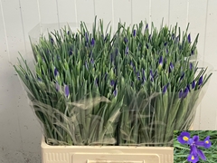 Iris Blue Magic 58cm 28gr.