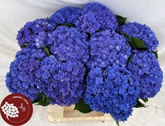 Hydrangea Royal Kiss 65cm 15-17cm Hd