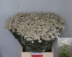 Tanacetum Parthenium Cameron 70cm