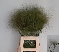 Panicum Fontaine 80cm