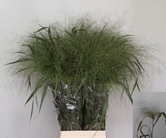Panicum Fontaine 80cm