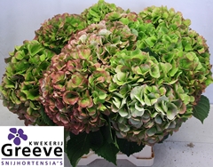Hydrangea Verena Classic 50cm 23-25cm Hd