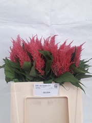 Celosia Royal Pink 60cm