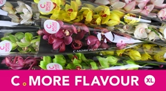 Cymbidium Mix 60cm