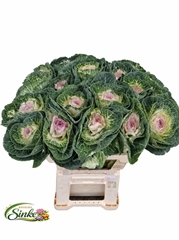Brassica Crane Bicolour 60cm