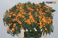 Euphorbia Fulgens Spray Sunstream 80cm 10cm Hd