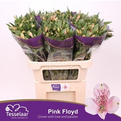 Alstroemeria Pink Floyd 75cm 80gr.