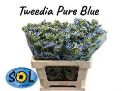 Oxypetalum Tanioka Pure Blue 55cm