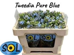 Oxypetalum Tanioka Pure Blue 45cm