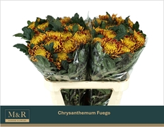 Chrysanth Single Fuego 80cm 100gr.