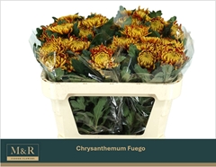 Chrysanth Single Fuego 70cm 50gr.