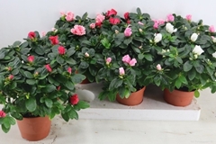 Rhododendron Hellmut Bird Mix 14Ø 35cm