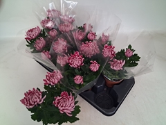 Chrysanth Cosmo Purple 12Ø 30cm