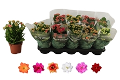 Kalanchoe Double Rosaline Mix 12Ø 27cm
