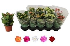 Kalanchoe Double Rosaline Mix 12Ø 27cm