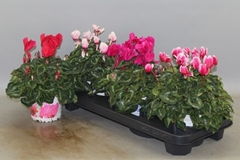 Cyclamen Super Serie Xl 13Ø 30cm