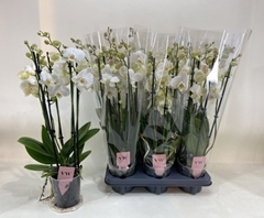Phalaenopsis Inverness 12Ø 50cm 6st