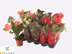 Anthurium Mix 5 Colours 12Ø 50cm