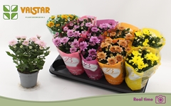 Chrysanth Elixer 12Ø 25cm