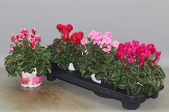 Cyclamen Super Serie Xl 13Ø 30cm