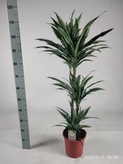 Dracaena Warneckei 21Ø 115cm