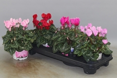Cyclamen Super Serie Xl 13Ø 30cm