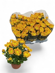 Chrysanth Zumba Red & Gold '25 12Ø 28cm