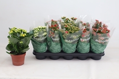 Kalanchoe Double Rosaline Mix 12Ø 27cm