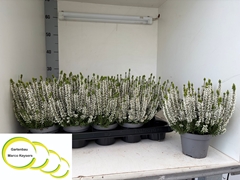 Calluna Vulgaris Garden Girls Nexxt Mix 11Ø 20cm