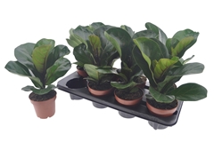 Ficus Lyrata Bambino 12Ø 35cm