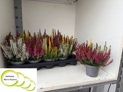 Calluna Garden Girls Quattro Girls Mix In Pot 11Ø 20cm