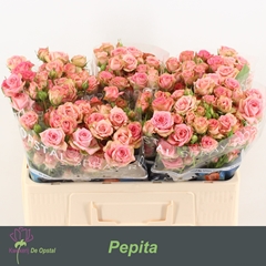 Rosa Spray Pepita 50cm 4+