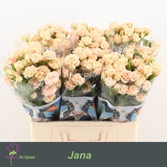 Rosa Spray Jana 60cm 4+