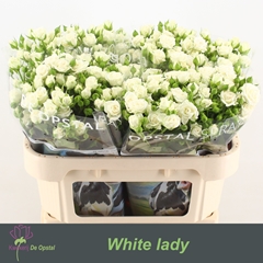 Rosa Spray White Lady 70cm 6+