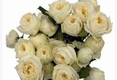 Rosa Spray Snowy Trendsetter 70cm 6+