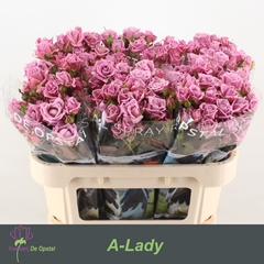 Rosa Spray A-Lady 70cm 6+