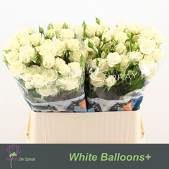 Rosa Spray White Balloons 80cm 6+