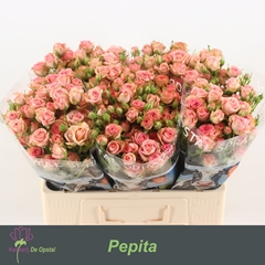 Rosa Spray Pepita 55cm 4+