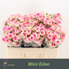 Rosa Spray Mimi Eden 50cm 4+