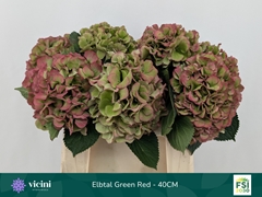 Hydrangea Elbtal Classic 40cm 14-16cm Hd