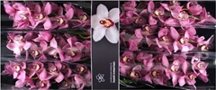 Cymbidium Sky Scraper 80cm