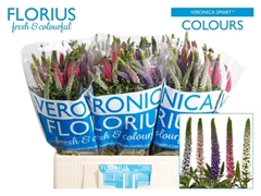 Veronica Mix In Bunch 60cm