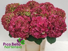 Hydrangea My Beautiful Vienna Classic 80cm 20-22cm Hd